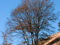 IMGP6672-Dollerup-bakker